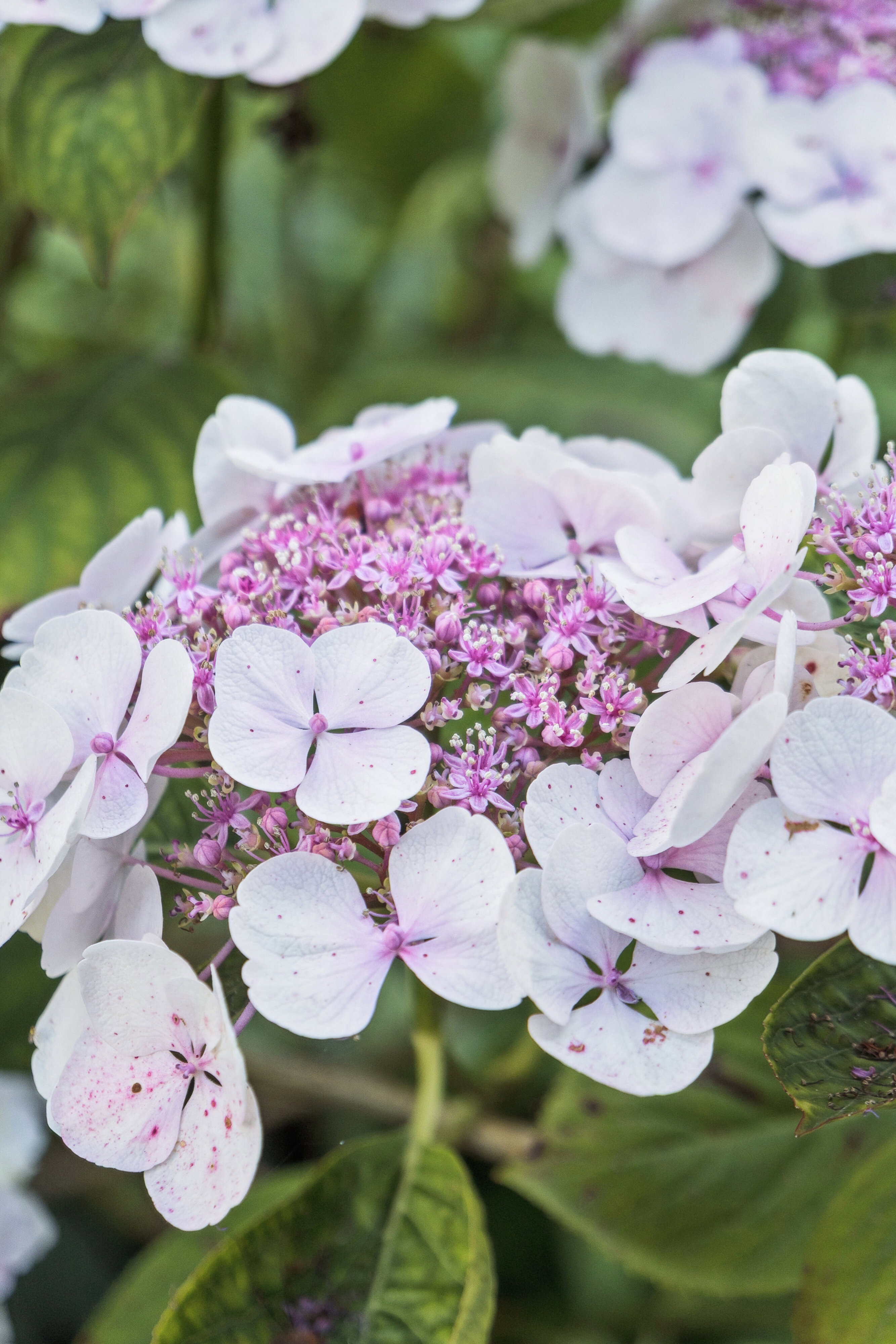 Engstien 4A, 2791 Dragør