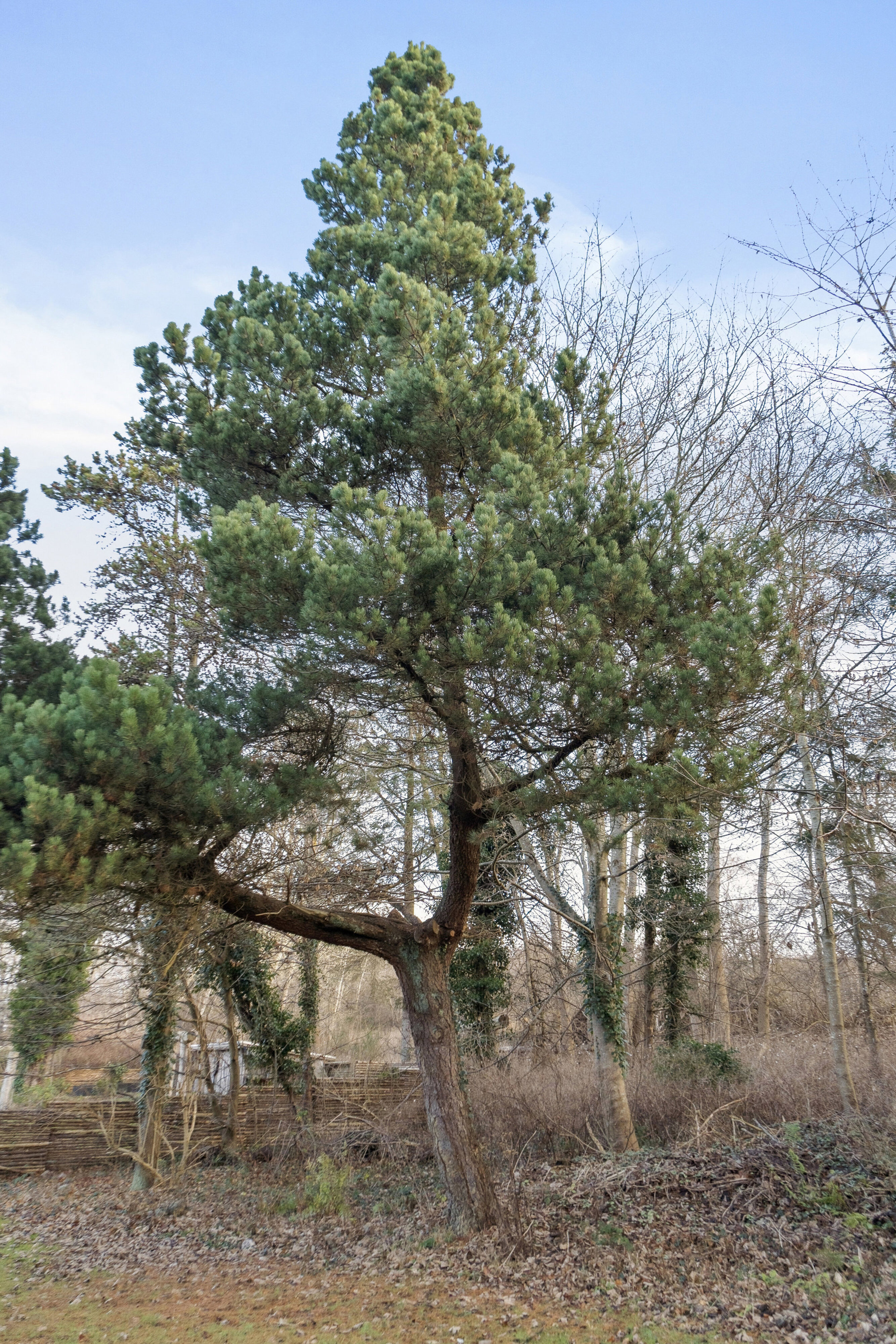 Riishøj-Åsen 13, 3210 Vejby