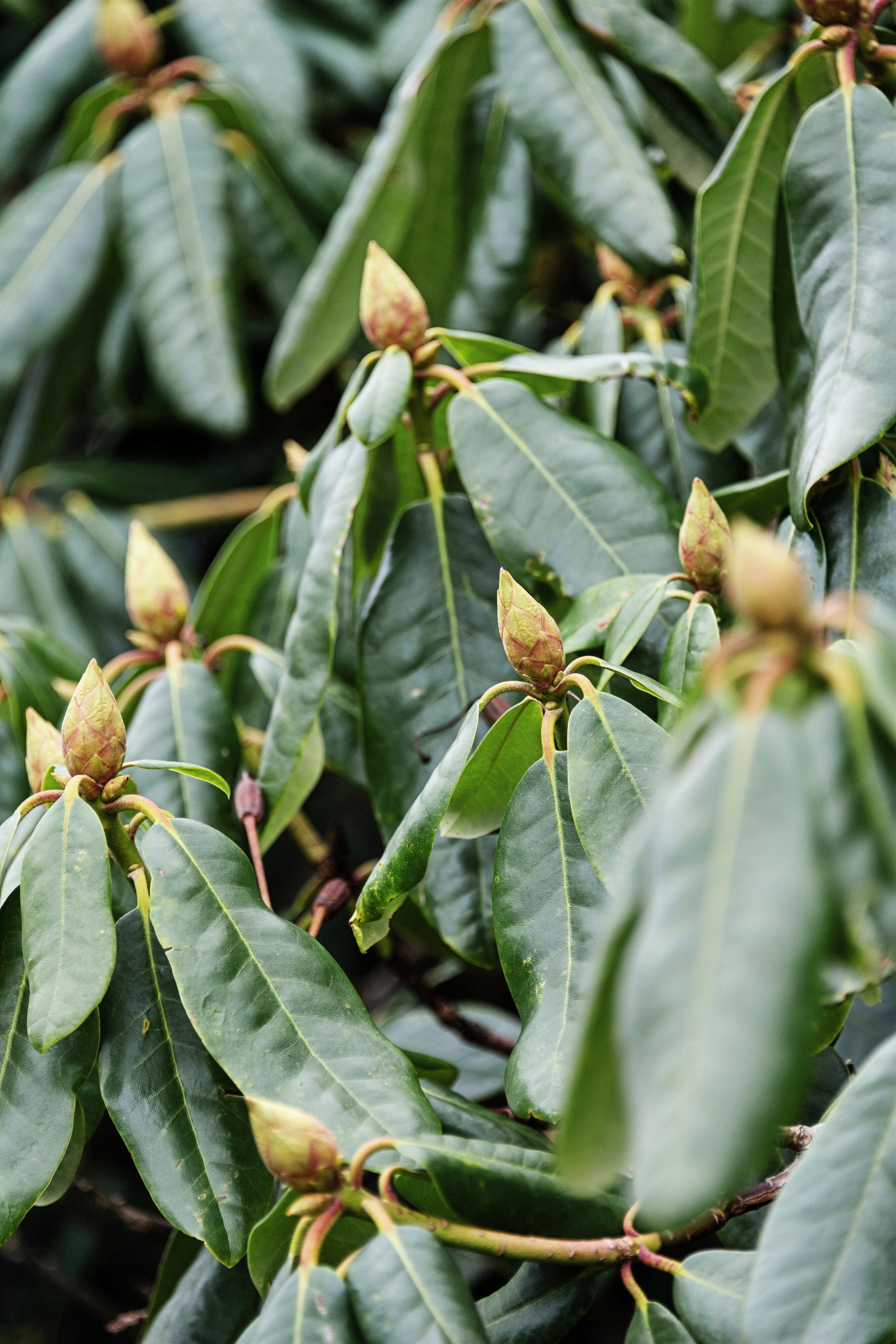 Prøvestens Alle 1, 3450 Allerød