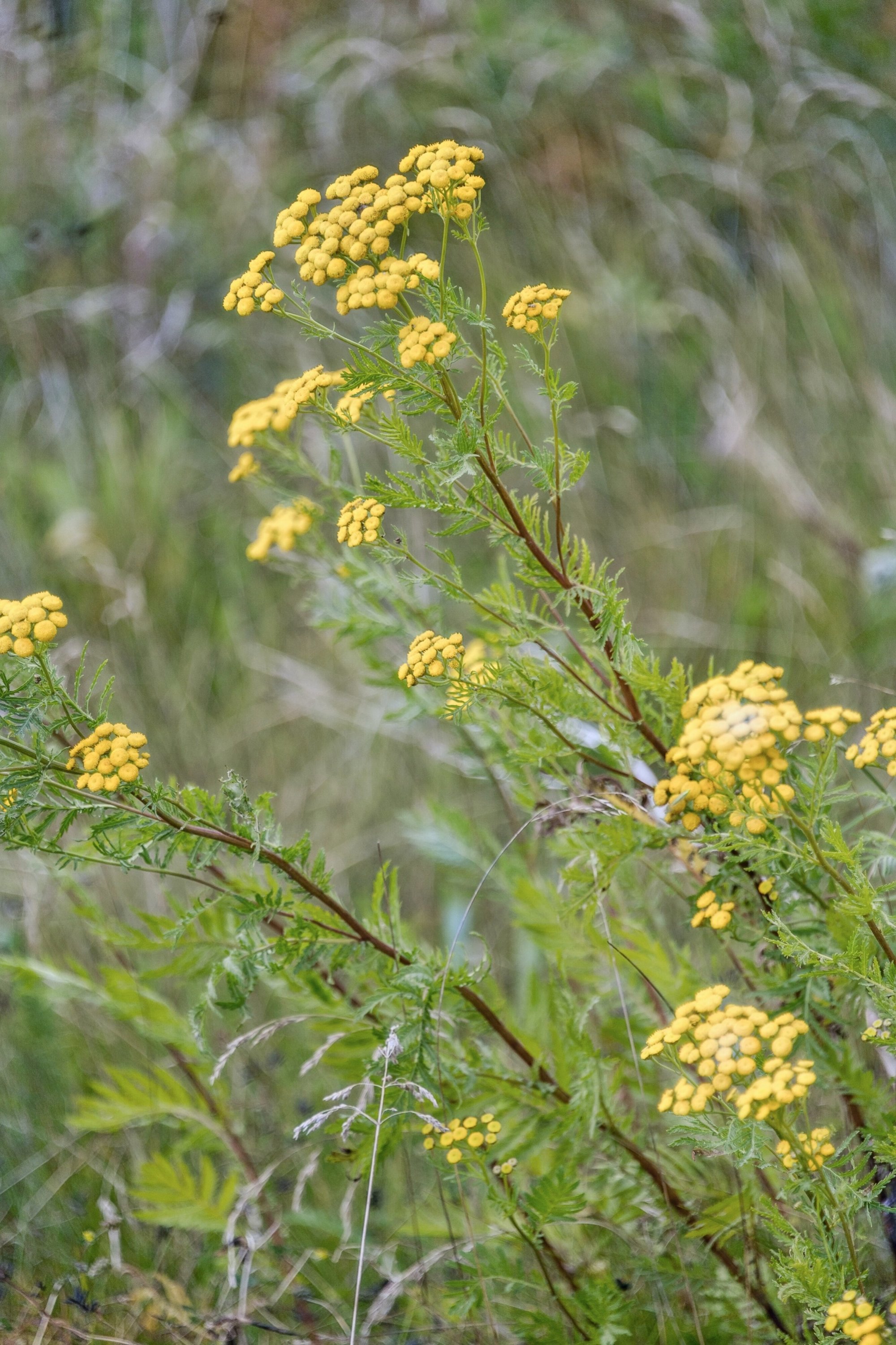 Hyld Ager 145, 2770 Kastrup