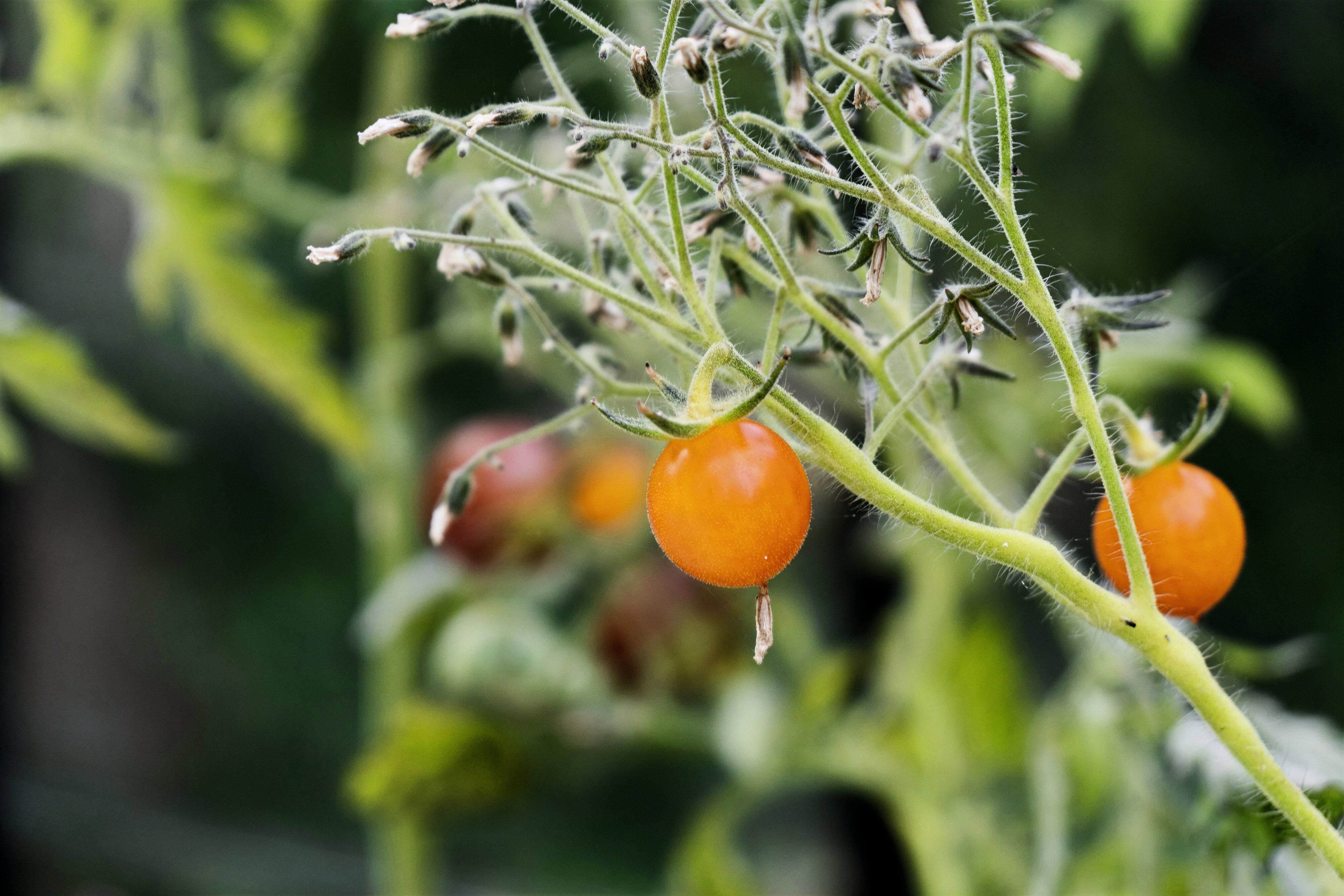 Engblommevej 13, 3210 Vejby