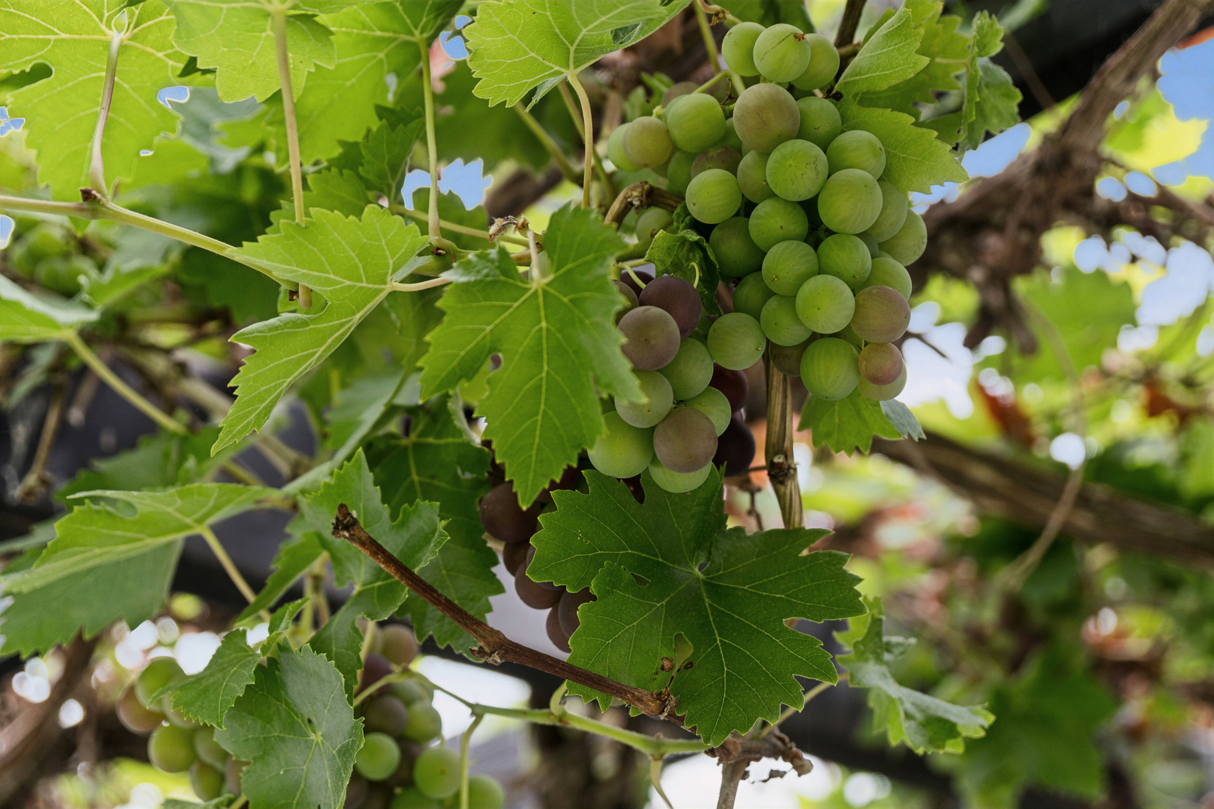 Engblommevej 13, 3210 Vejby